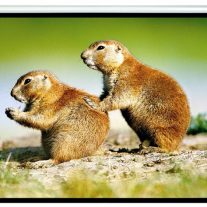 Brateck PSBC100  Manual Projector Screen 2.0x1.5m (4:3 ratio)